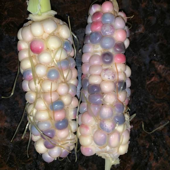 Meet your Posher, Amy - Picture 1 of 1